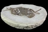 Fossil Crab (Pulalius) Washington - Washington State #67568-2